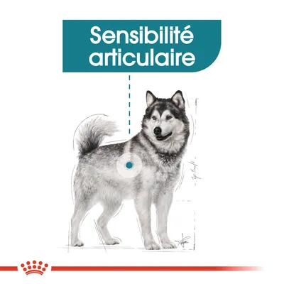 Illustration d’un chien avec texte « Sensibilité articulaire » en haut, cercle bleu sur la hanche pour indiquer la zone concernée.
