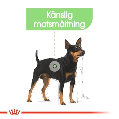 Illustration av hund med texten 'Känslig matsmältning' i grönt fält ovanför samt markering på magen.