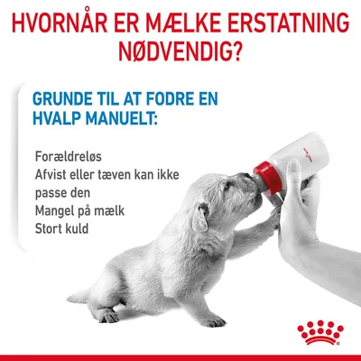 Tekst: Hvornår er mælkeerstatning nødvendig? Grunde til at fodre en hvalp manuelt: Forældreløs, Afvist eller tæven kan ikke passe den, Mangel på mælk, Stort kuld. Billede af hvalp flaskefodres.