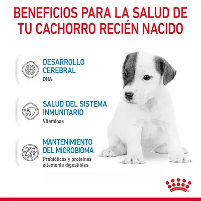 Beneficios para la salud de tu cachorro recién nacido: desarrollo cerebral (DHA), salud del sistema inmunitario (vitaminas), mantenimiento del microbioma (prebióticos y proteínas digestibles).