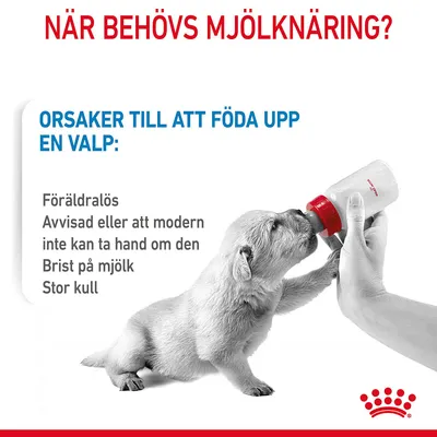 Text: När behövs mjölknäring? Orsaker till att föda upp en valp: Föräldralös, Avvisad eller att modern inte kan ta hand om den, Brist på mjölk, Stor kull. Bild på valp som matas med nappflaska.