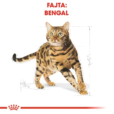 Bengáli macska illusztráció, felül piros szöveg: FAJTA: BENGAL. Alul piros korona és csík látható.