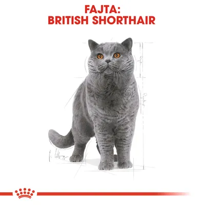 Szürke brit rövidszőrű macska illusztráció, felül piros szöveg: FAJTA: BRITISH SHORTHAIR