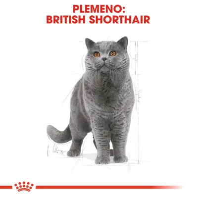 Text: PLEMENO: BRITISH SHORTHAIR. Ilustrácia sivej britskej krátkosrstej mačky na bielom pozadí s červeným pruhom a korunkou v dolnej časti.