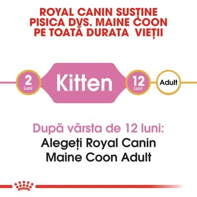 Royal Canin susține pisica dvs. Maine Coon pe toată durata vieții. După vârsta de 12 luni: Alegeți Royal Canin Maine Coon Adult. Kitten 2–12 luni, Adult după 12 luni.