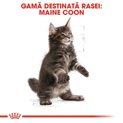 Text vizibil: GAMĂ DESTINATĂ RASEI: MAINE COON, imagine cu un pui de pisică Maine Coon în poziție verticală, fundal alb, simbol coroană roșie jos.