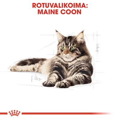 Rotuvalikoima: Maine Coon. Kuvassa pitkäkarvainen, raidallinen Maine Coon -kissa makaa etualalla valkoisella taustalla.