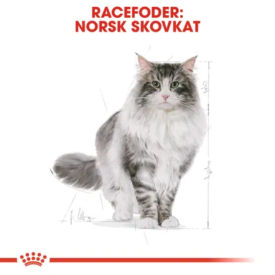 Racefoder: Norsk Skovkat – illustration af en norsk skovkat med tekst i rødt øverst og rød krone med streg nederst.