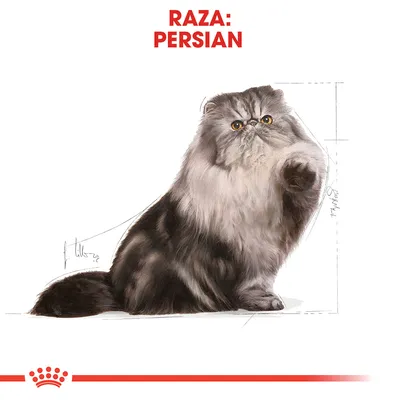 Ilustración de un gato persa con pelaje largo y texto visible: RAZA: PERSIAN. Fondo blanco, líneas de referencia para tamaño.