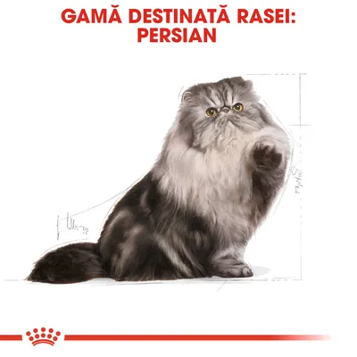 GAMĂ DESTINATĂ RASEI: PERSIAN, imagine cu o pisică persană desenată, logo Royal Canin jos