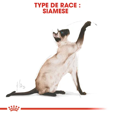 Texte en haut : TYPE DE RACE : SIAMESE. Illustration d’un chat siamois assis, une patte levée. Texte en anglais.