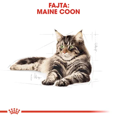Fajta: Maine Coon felirat, fekvő Maine Coon macska illusztrációval fehér háttéren.