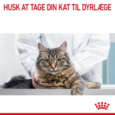 HUSK AT TAGE DIN KAT TIL DYRLÆGE. Kat på undersøgelsesbord med person i hvid kittel bagved. Rød krone nederst til højre.