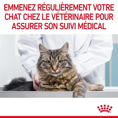 Emmenez régulièrement votre chat chez le vétérinaire pour assurer son suivi médical. Texte en français belge, image d’un chat sur une table d’examen avec un vétérinaire.