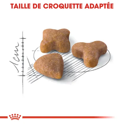 Taille de croquette adaptée, trois croquettes de formes différentes illustrées avec une règle indiquant 1 cm pour référence de taille.