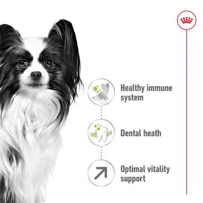 Κείμενο στα αγγλικά: Healthy immune system, Dental health, Optimal vitality support. Εικόνα σκύλου και εικονίδια με δόντι και βέλος.