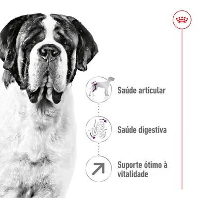 Cão de raça São Bernardo ao lado de ícones com texto: Saúde articular, Saúde digestiva, Suporte ótimo à vitalidade. Logótipo Royal Canin no canto superior direito.