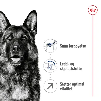 Royal Canin Maxi Adult 5+