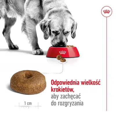 Pies jedzący z miski Royal Canin, powiększony krokiet o średnicy 1 cm. Tekst: Odpowiednia wielkość krokietów, aby zachęcać do rozgryzania. Pies jedzący z miski Royal Canin, powiększony krokiet o średnicy 1 cm. Tekst: Odpowiednia wielkość krokietów, aby zachęcać do rozgryzania.