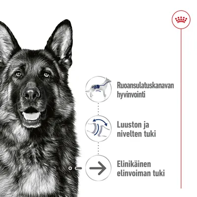 Saksanpaimenkoiran kuva ja kolme ominaisuuskuvaketta: ruoansulatuskanavan hyvinvointi, luuston ja nivelten tuki, elinikäinen elinvoiman tuki. Royal Canin -brändi näkyvissä.