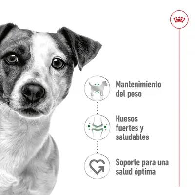Mantenimiento del peso, huesos fuertes y saludables, soporte para una salud óptima. Texto junto a iconos informativos y parte de un perro visible.