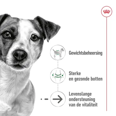 Gewichtsbeheersing, sterke en gezonde botten, levenslange ondersteuning van de vitaliteit – drie voordelen met bijbehorende pictogrammen naast een hond.