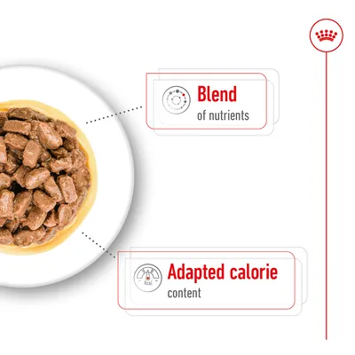 Image showing food with highlighted features: blend of nutrients and adapted calorie content.