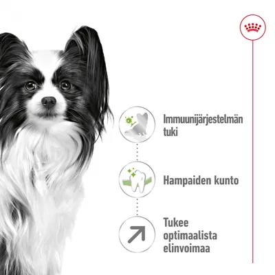 Immuunijärjestelmän tuki, hampaiden kunto, tukee optimaalista elinvoimaa. Royal Canin -brändimerkki oikeassa yläkulmassa, mustavalkoinen koira vasemmalla.