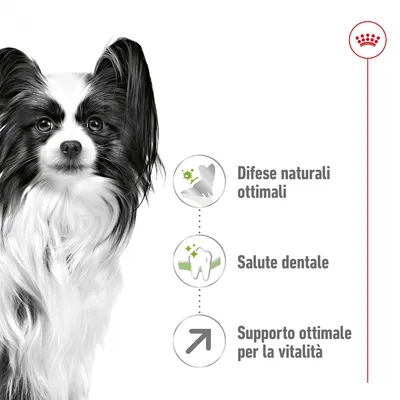 Testo visibile: Difese naturali ottimali, Salute dentale, Supporto ottimale per la vitalità. Immagine di cane bianco e nero a sinistra, icone illustrative a destra.