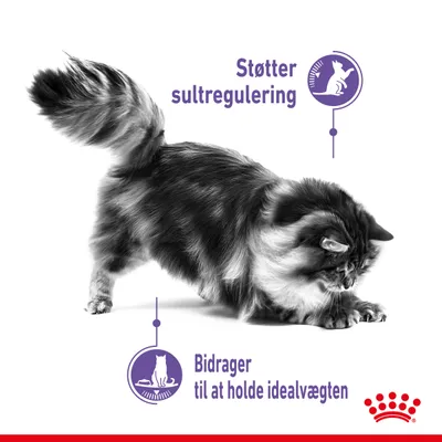 Royal Canin Appetite Control Care