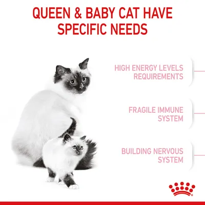 Queen and baby cat have specific needs: high energy levels requirements, fragile immune system, building nervous system.