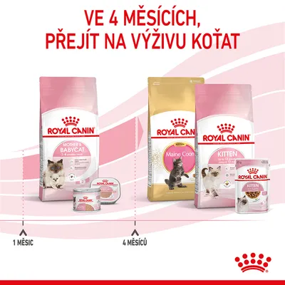 Doporučení: ve 4 měsících přejít na výživu koťat. Produkty Royal Canin Mother & Babycat pro 1–4 měsíce, od 4 měsíců Royal Canin Kitten a Maine Coon Kitten.