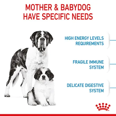 Mother and babydog have specific needs: high energy levels requirements, fragile immune system, delicate digestive system.