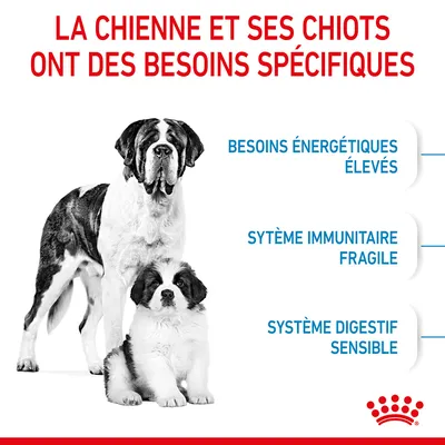 La chienne et ses chiots ont des besoins spécifiques : besoins énergétiques élevés, système immunitaire fragile, système digestif sensible. Marque Royal Canin visible.