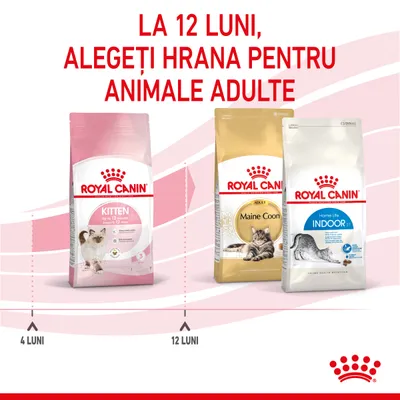 La 12 luni, alegeți hrana pentru animale adulte. Pungi Royal Canin: Kitten până la 12 luni, Adult Maine Coon și Home Life Indoor. Marcaje la 4 luni și 12 luni.
