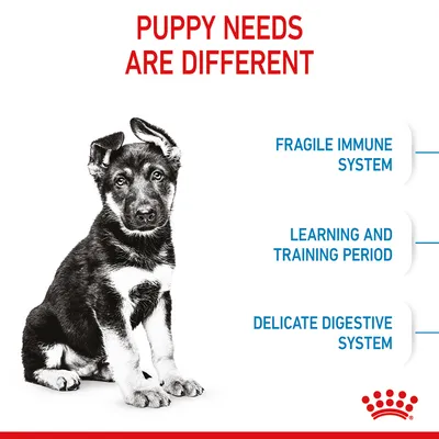 Puppy needs are different: fragile immune system, learning and training period, delicate digestive system. Key points highlighted for puppy care and nutrition.