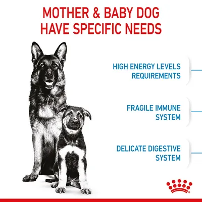 Mother and baby dog have specific needs: high energy levels requirements, fragile immune system, delicate digestive system.