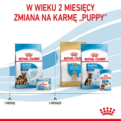 Royal Canin Starter Maxi 1–2 miesiące, Royal Canin Puppy Labrador Retriever, Royal Canin Puppy Maxi 2–15 miesięcy; zmiana karmy w wieku 2 miesięcy. Widoczne opakowania produktów.