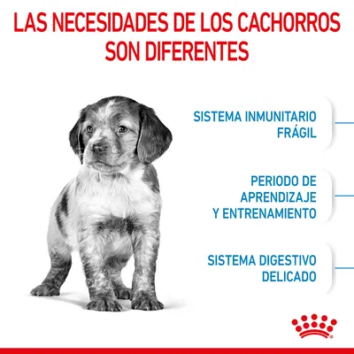 Las necesidades de los cachorros son diferentes: sistema inmunitario frágil, periodo de aprendizaje y entrenamiento, sistema digestivo delicado.
