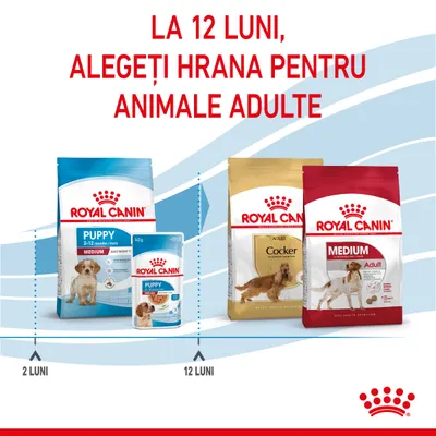 La 12 luni, alegeți hrana pentru animale adulte. Pachete Royal Canin Puppy Medium 2–12 luni și Royal Canin Adult Cocker, Medium Adult. Marcaje: 2 luni, 12 luni.