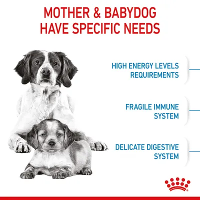 Mother and babydog have specific needs: high energy levels requirements, fragile immune system, delicate digestive system.