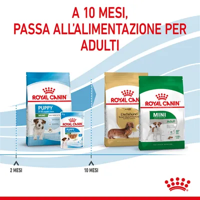 A 10 mesi, passa all'alimentazione per adulti. Confezioni Royal Canin Puppy Mini 2–10 mesi e Royal Canin Adult Dachshund e Mini Adult con indicazioni 2 mesi e 10 mesi.