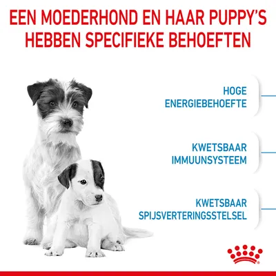 Een moederhond en puppy’s hebben specifieke behoeften: hoge energiebehoefte, kwetsbaar immuunsysteem, kwetsbaar spijsverteringsstelsel. Royal Canin merk zichtbaar.