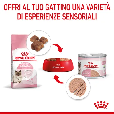 Royal Canin Mother & Babycat per gattini 1–4 mesi: confezione di crocchette, ciotola con cibo, lattina di umido. Testo: Offri al tuo gattino una varietà di esperienze sensoriali.