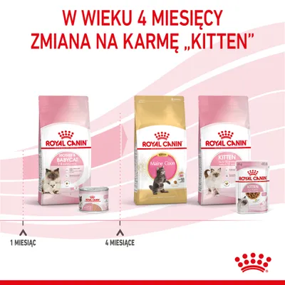Royal Canin: od 1 miesiąca karma Mother & Babycat, od 4 miesięcy zmiana na karmę Kitten lub Maine Coon. Widoczne opakowania produktów i tekst: W wieku 4 miesięcy zmiana na karmę Kitten.