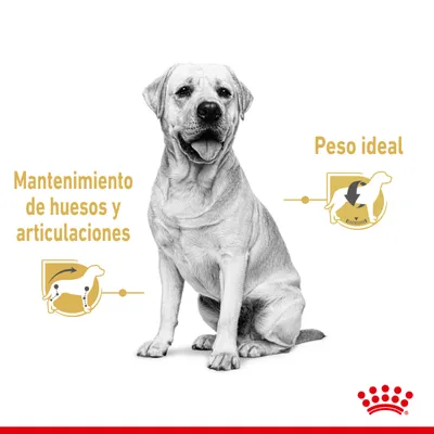 Perro sentado con iconos y texto: 'Mantenimiento de huesos y articulaciones' a la izquierda y 'Peso ideal' a la derecha. Logotipo de Royal Canin en la parte inferior.