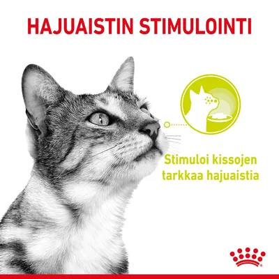 Teksti: HAJUAISTIN STIMULOINTI. Stimulo i kissojen tarkkaa hajuaistia. Kuvassa kissa ja symboli, jossa kissan pää ja ruokakuppi.