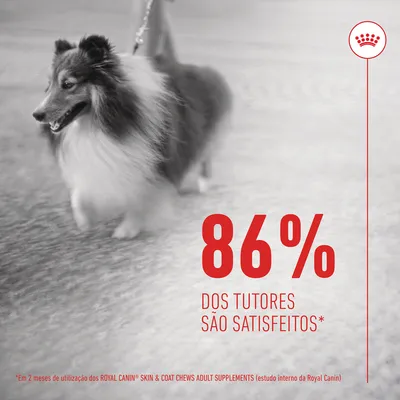 86% dos tutores são satisfeitos*. *Em 2 meses de utilização dos ROYAL CANIN SKIN & COAT CHEWS ADULT SUPPLEMENTS (estudo interno da Royal Canin)