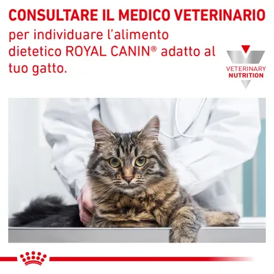 CONSULTARE IL MEDICO VETERINARIO per individuare l’alimento dietetico ROYAL CANIN adatto al tuo gatto. VETERINARY NUTRITION. Immagine di un veterinario con un gatto.