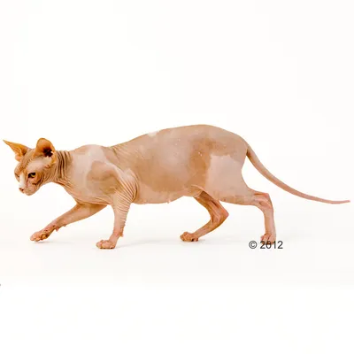 Гола котка сфинкс в профил на бял фон, видими са кожата и характерните гънки. © 2012